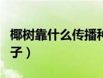 椰树靠什么传播种子图画（椰树靠什么传播种子）