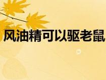 风油精可以驱老鼠（风油精真的能驱老鼠吗）