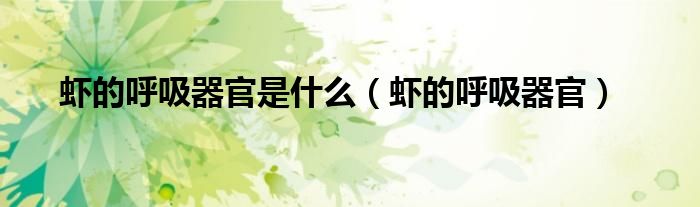虾的呼吸器官是什么（虾的呼吸器官）