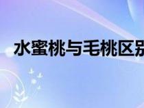 水蜜桃与毛桃区别（水蜜桃和毛桃的区别）