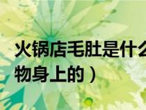 火锅店毛肚是什么动物身上的（毛肚是什么动物身上的）