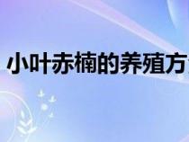 小叶赤楠的养殖方法（赤楠为什么不能久养）