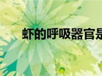 虾的呼吸器官是什么（虾的呼吸器官）