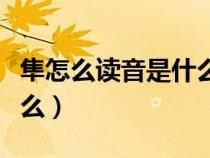 隼怎么读音是什么读什么字（隼怎么读音是什么）
