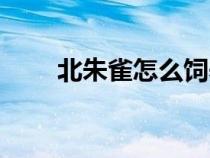 北朱雀怎么饲养（北朱雀饲养方法）