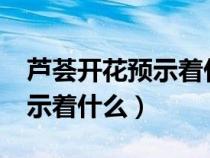芦荟开花预示着什么?聚财的花（芦荟开花预示着什么）