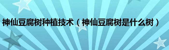 神仙豆腐树种植技术（神仙豆腐树是什么树）