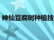 神仙豆腐树种植技术（神仙豆腐树是什么树）
