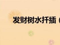 发财树水扦插（发财树插枝水培方法）