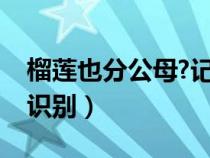 榴莲也分公母?记住五点（榴莲有公母吗怎么识别）