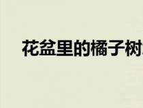 花盆里的橘子树怎么养（橘子树怎么养）