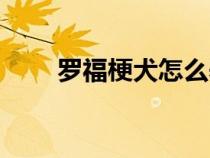 罗福梗犬怎么养（罗福梗犬好养吗）