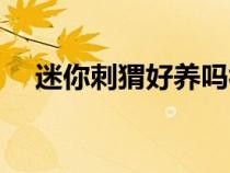 迷你刺猬好养吗视频（迷你刺猬好养吗）
