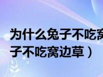 为什么兔子不吃窝边草脑筋急转弯（为什么兔子不吃窝边草）