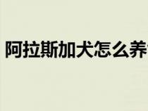 阿拉斯加犬怎么养能大（阿拉斯加犬怎么养）