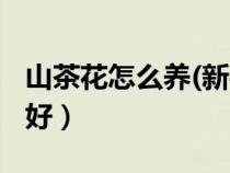 山茶花怎么养(新手必看)（茶花怎么养才长得好）