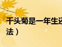 千头菊是一年生还是多年生（千头菊的养殖方法）