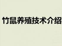 竹鼠养殖技术介绍视频（竹鼠养殖技术介绍）