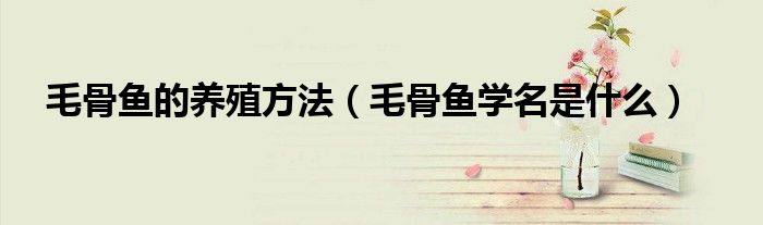 毛骨鱼的养殖方法（毛骨鱼学名是什么）