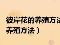 彼岸花的养殖方法与注意事项（彼岸花的正确养殖方法）