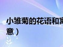 小雏菊的花语和寓意图片（小雏菊的花语和寓意）