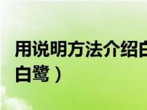 用说明方法介绍白鹭的外形（用说明方法介绍白鹭）