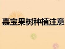 嘉宝果树种植注意事项（嘉宝果树如何种植）