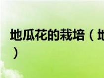 地瓜花的栽培（地瓜花的养殖方法和注意事项）