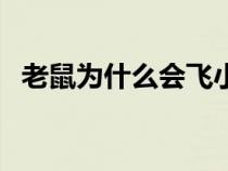 老鼠为什么会飞小视频（老鼠为什么会飞）