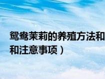 鸳鸯茉莉的养殖方法和注意事项视频（鸳鸯茉莉的养殖方法和注意事项）