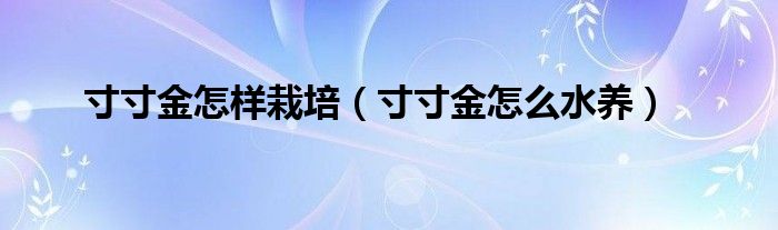 寸寸金怎样栽培（寸寸金怎么水养）