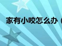 家有小咬怎么办（家里小咬太多如何去除）