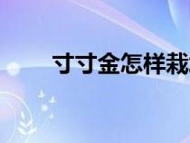 寸寸金怎样栽培（寸寸金怎么水养）