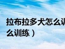 拉布拉多犬怎么训练才会听话（拉布拉多犬怎么训练）