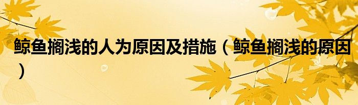 鲸鱼搁浅的人为原因及措施（鲸鱼搁浅的原因）