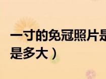 一寸的免冠照片是什么样子的（一寸免冠照片是多大）