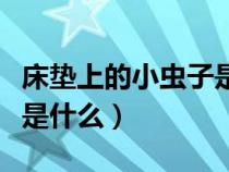 床垫上的小虫子是什么虫子（床垫上的小虫子是什么）