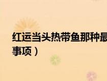红运当头热带鱼那种最好?（鱼红运当头的养殖方法和注意事项）