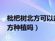 枇杷树北方可以盆栽养殖吗?（枇杷树适合北方种植吗）