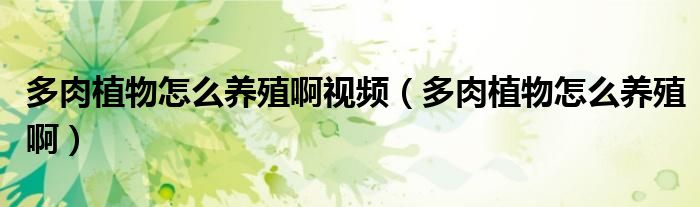 多肉植物怎么养殖啊视频（多肉植物怎么养殖啊）