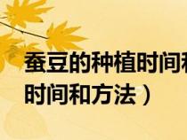 蚕豆的种植时间和方法是什么?（蚕豆的种植时间和方法）