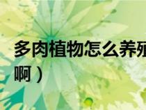 多肉植物怎么养殖啊视频（多肉植物怎么养殖啊）