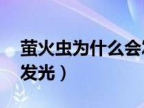 萤火虫为什么会发光20字（萤火虫为什么会发光）