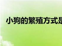 小狗的繁殖方式是什么（小狗的繁衍方式）