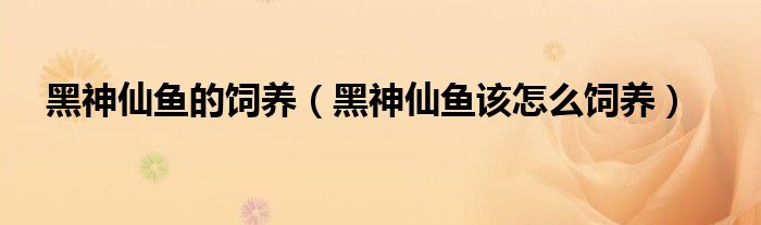 黑神仙鱼的饲养（黑神仙鱼该怎么饲养）