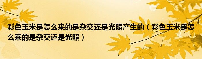 彩色玉米是怎么来的是杂交还是光照产生的（彩色玉米是怎么来的是杂交还是光照）