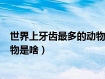 世界上牙齿最多的动物是啥动物图片（世界上牙齿最多的动物是啥）