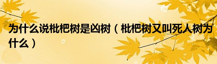 为什么说枇杷树是凶树（枇杷树又叫死人树为什么）