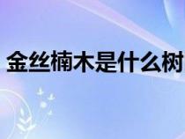 金丝楠木是什么树图片（金丝楠木是什么树）