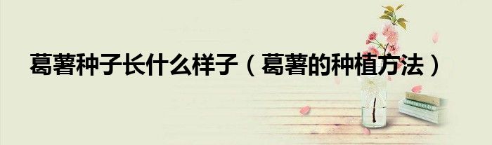 葛薯种子长什么样子（葛薯的种植方法）